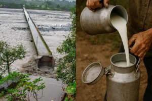 Pérdidas de producción de leche en Lejanías / Foto: Cortesía.