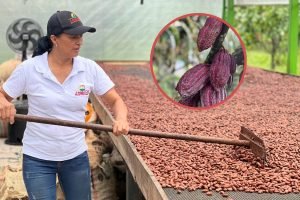 Familias campesinas del Meta exportan cacao a Japón / Foto: Ecopetrol.