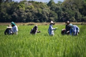 Arroceros / Foto: José Vargas.
