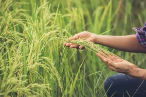Cultivo de arroz / Foto: PulverizaDron.