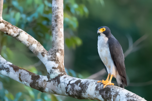 Azor Ventrigris / Foto: eBird.