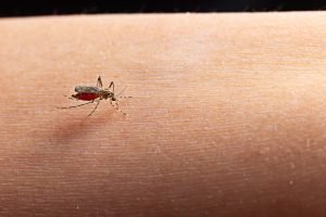 Alerta por aumento de casos de dengue / Foto: Cortesía.