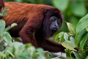 Mono aullador / Foto: carboncredits