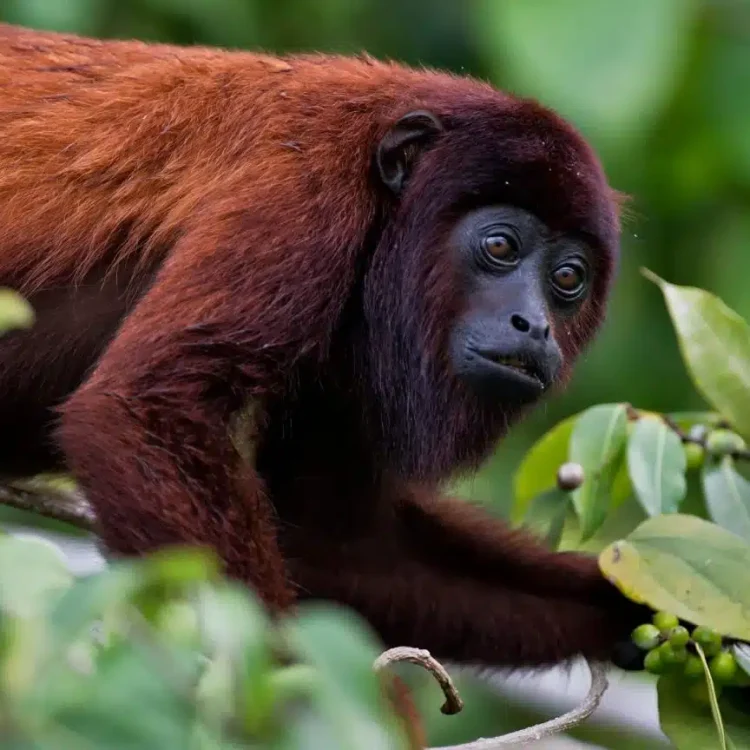 Mono aullador / Foto: carboncredits